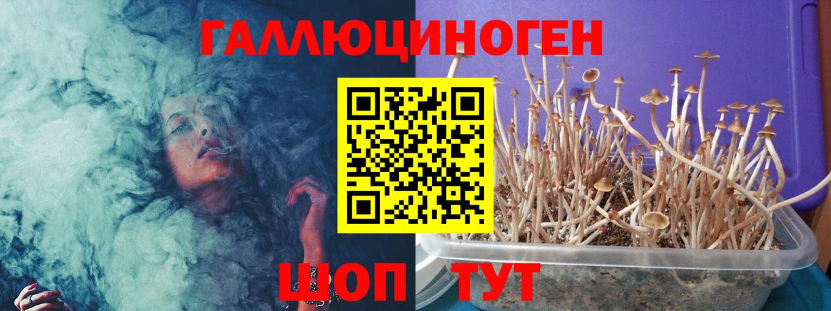 Псилоцибиновые грибы Cubensis  Вход с VPN  Чебоксары 